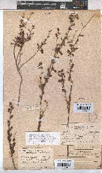 Hermannia flammea image