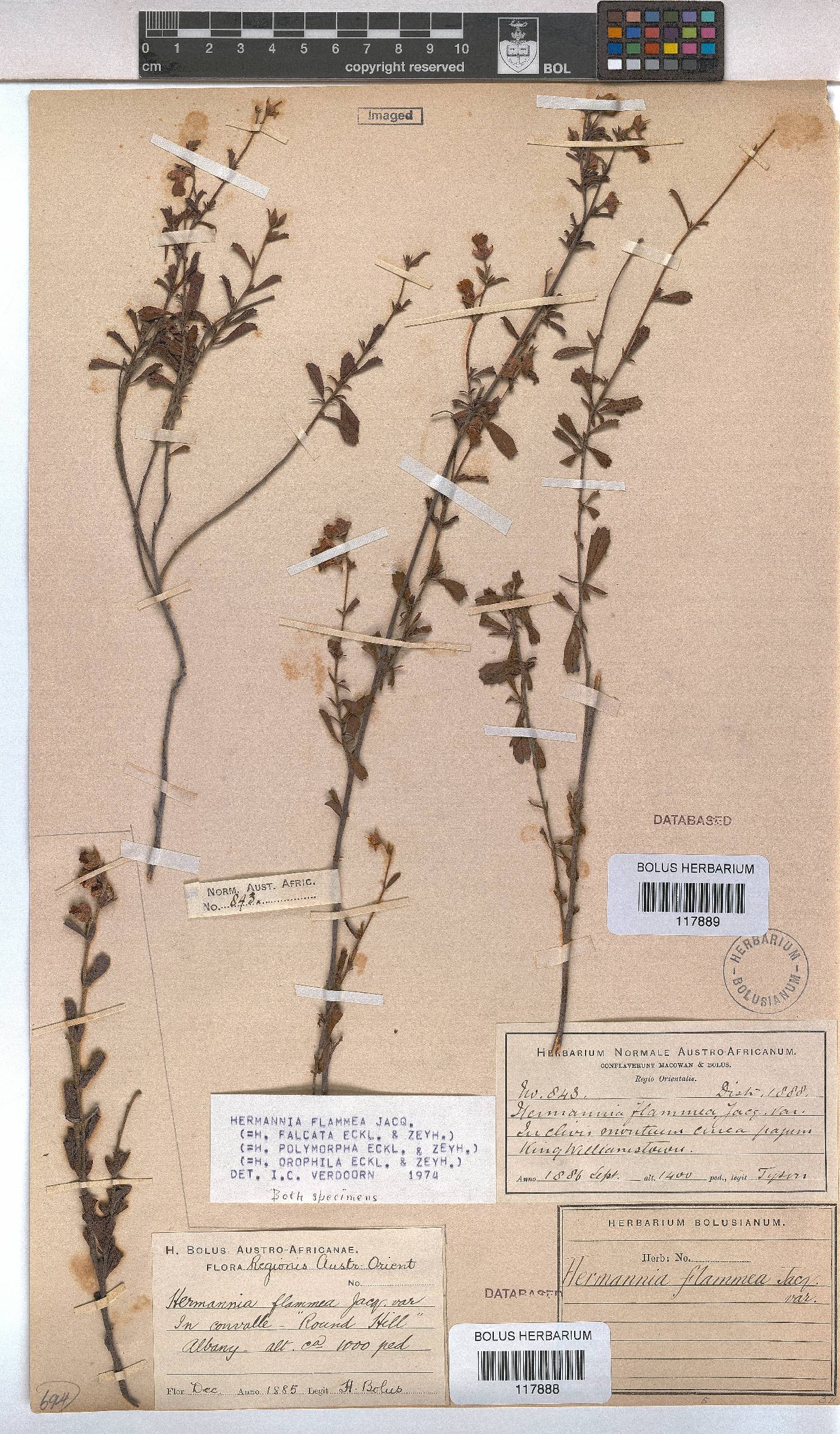Hermannia flammea image