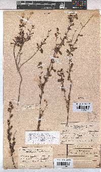 Hermannia flammea image