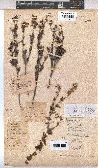 Hermannia flammea image