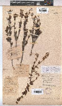 Hermannia flammea image