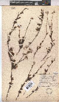 Hermannia flammea image