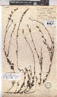 Hermannia flammea image