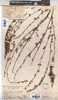 Hermannia flammea image