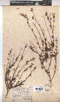Hermannia flammea image