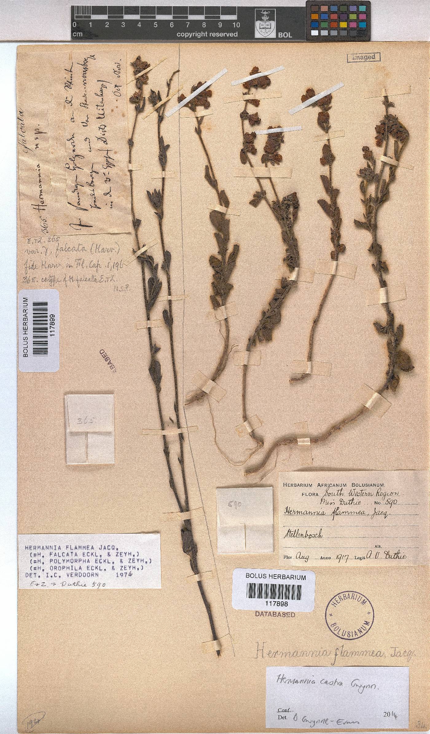 Hermannia flammea image
