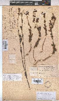 Hermannia flammea image