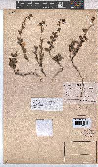 Hermannia flammea image