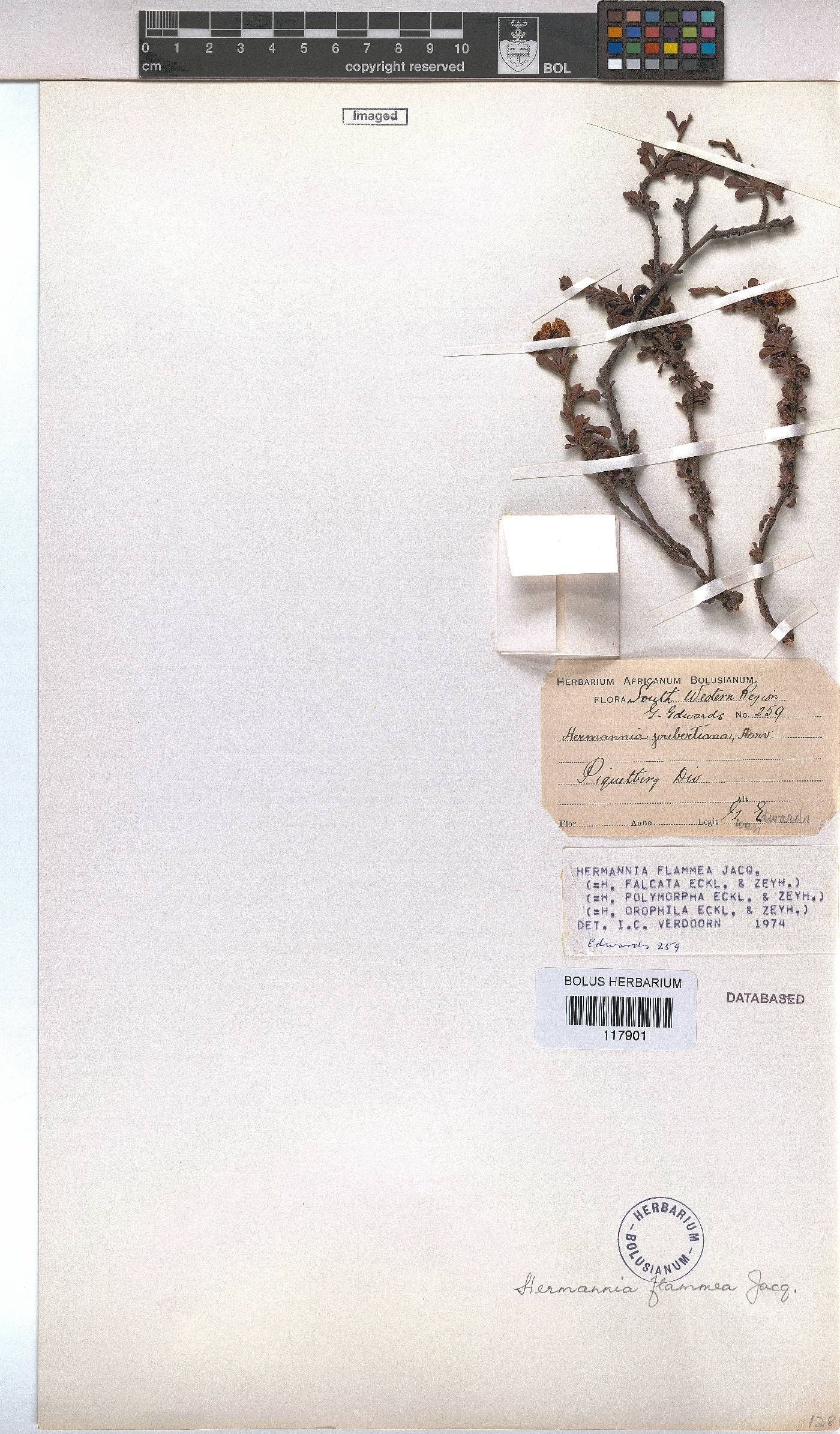 Hermannia flammea image