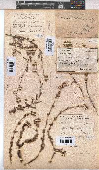 Hermannia flammea image