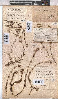 Hermannia flammea image