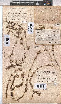 Hermannia flammea image