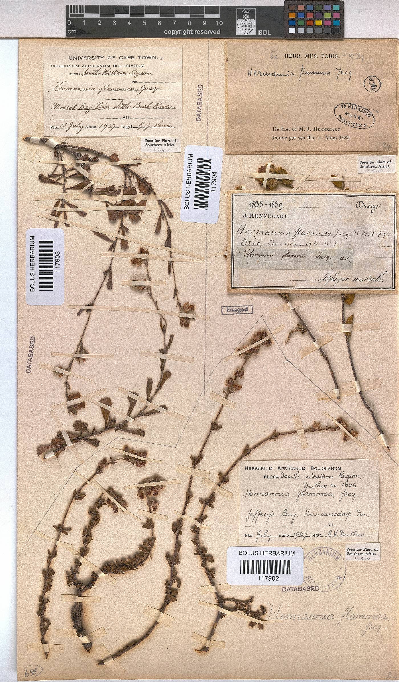 Hermannia flammea image