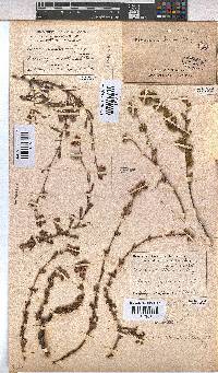 Hermannia flammea image
