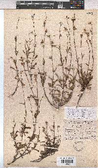 Hermannia flammea image