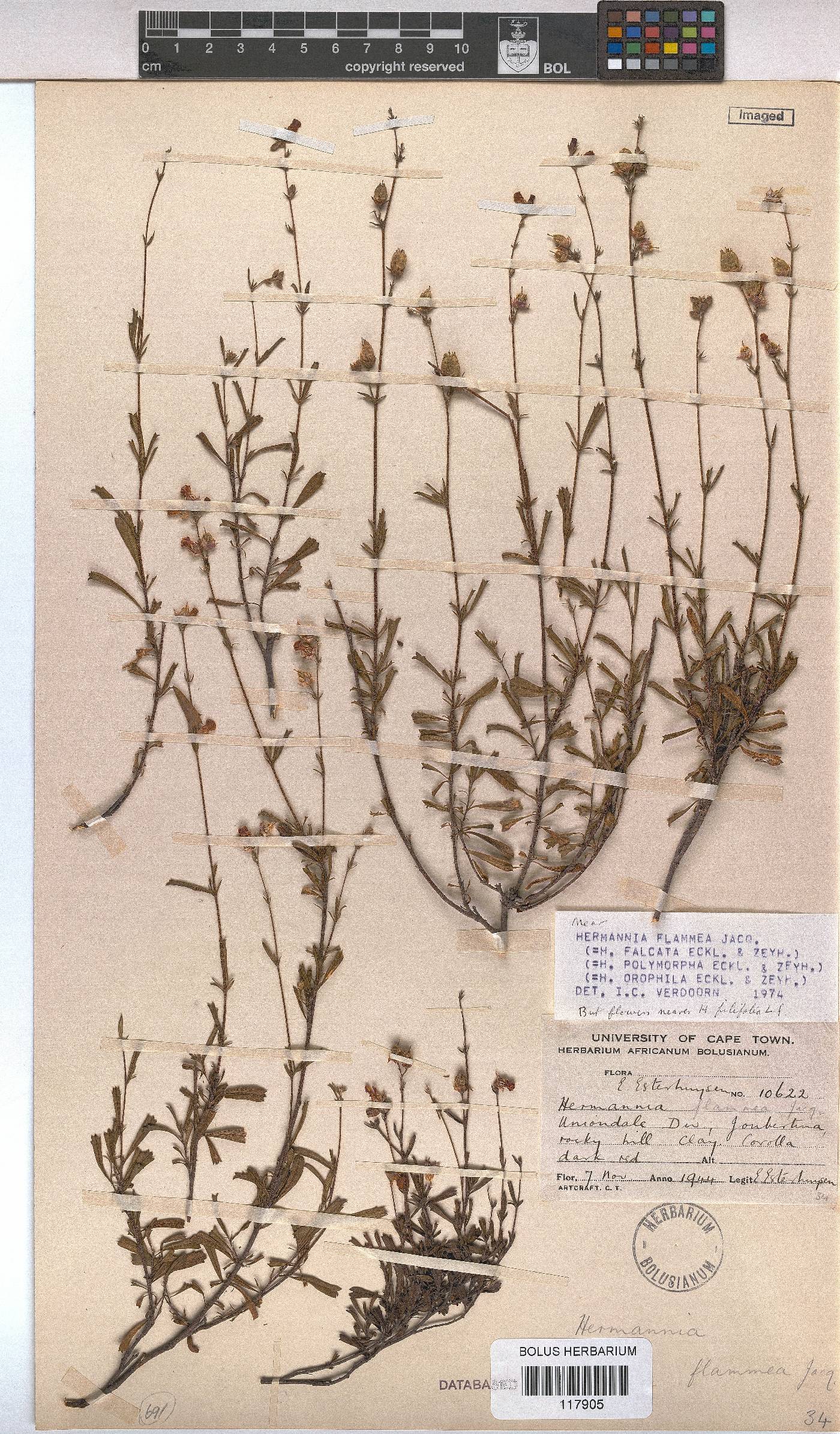Hermannia flammea image