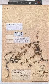 Hermannia flammea image