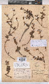 Hermannia flammea image