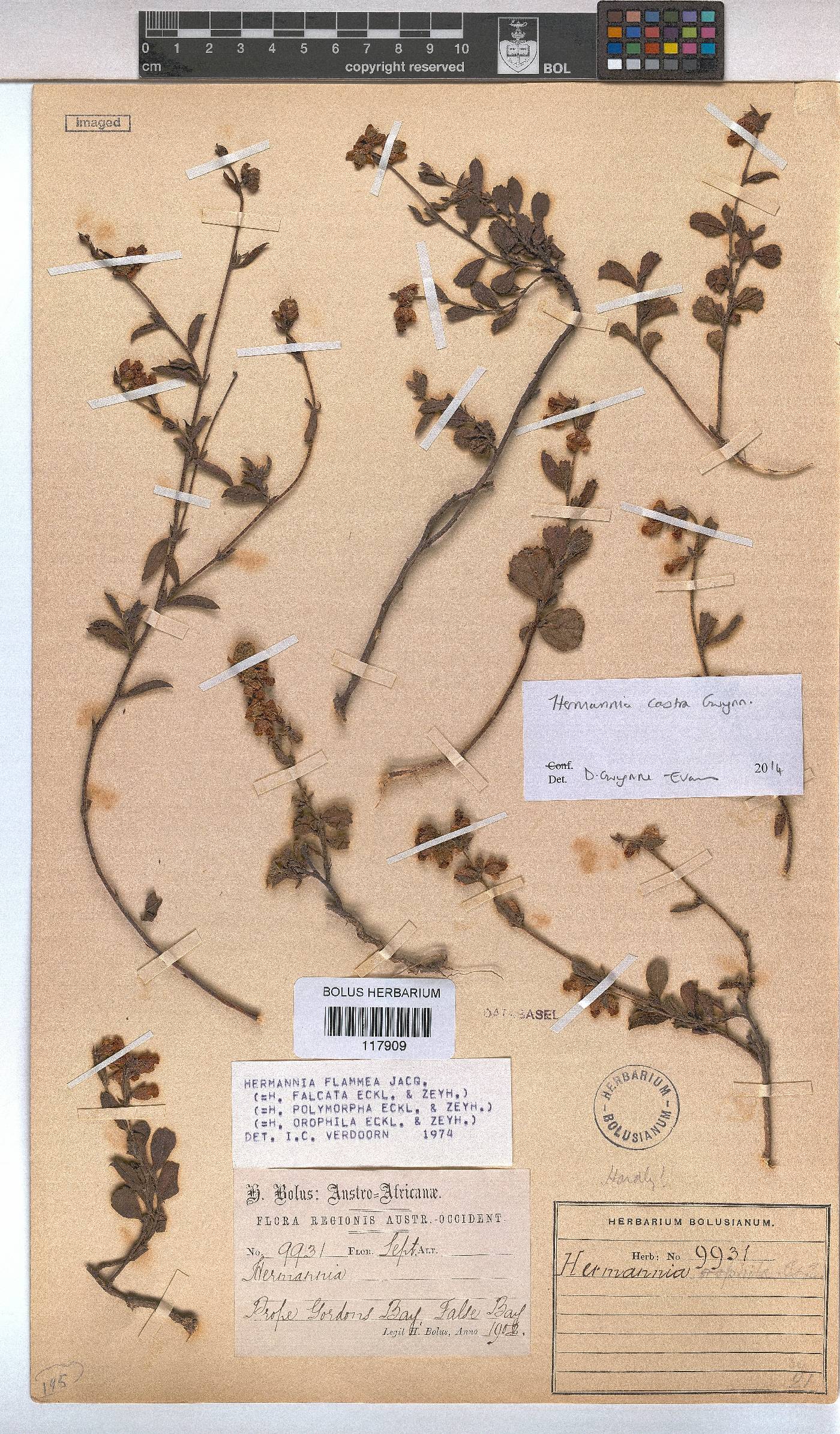 Hermannia flammea image