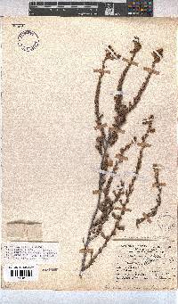 Hermannia concinnifolia image