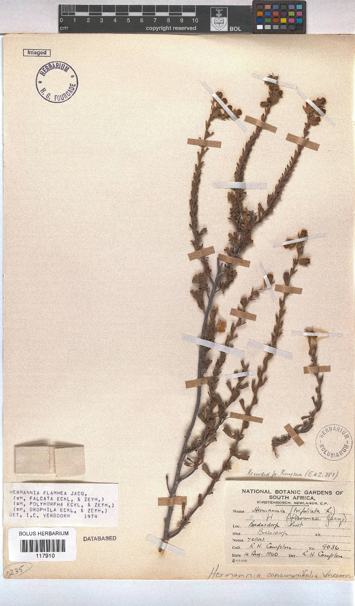 Hermannia concinnifolia image