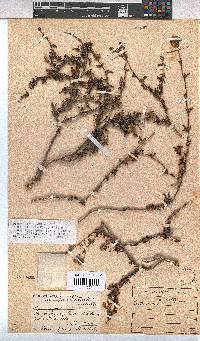 Hermannia flammea image
