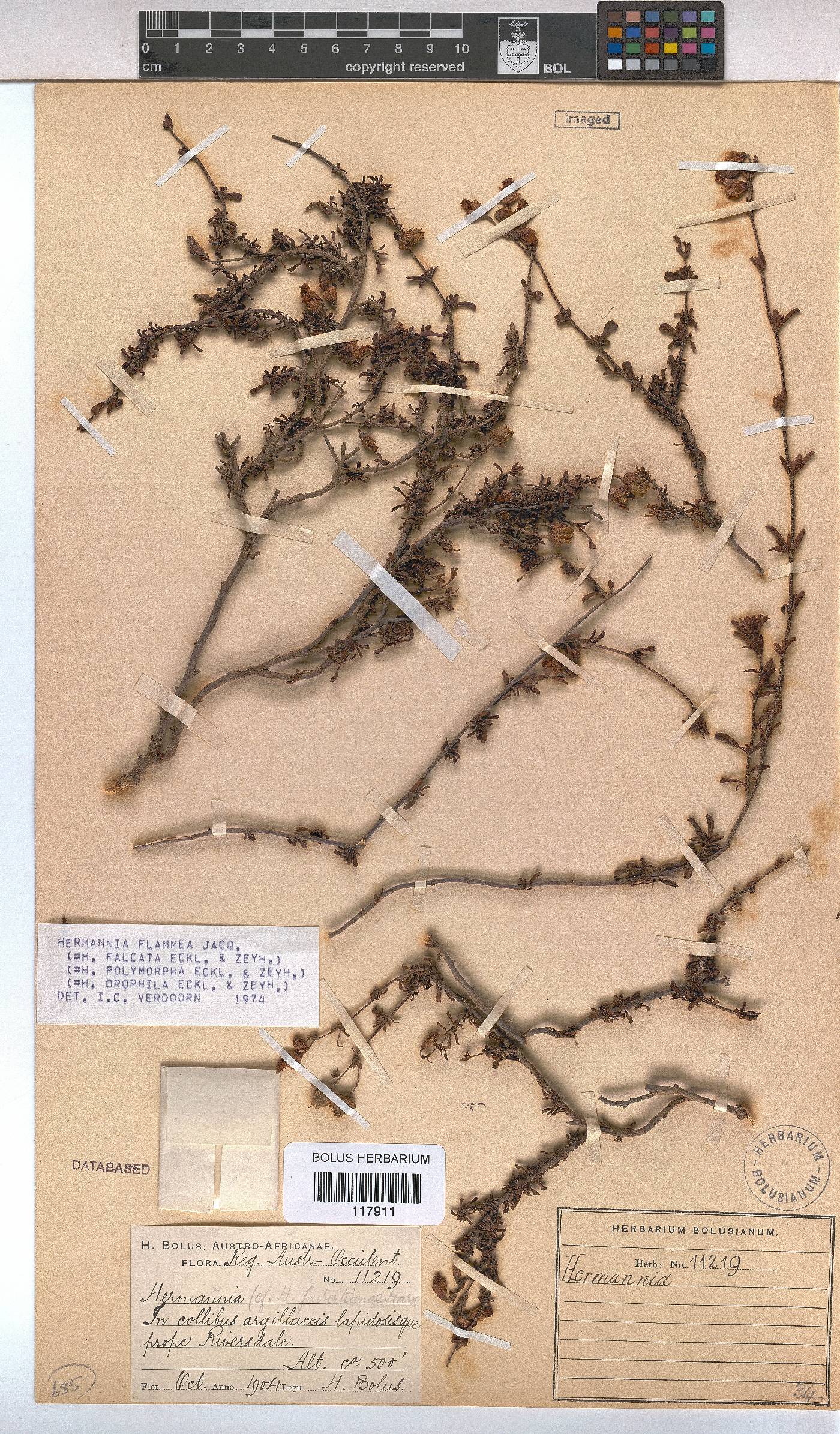 Hermannia flammea image