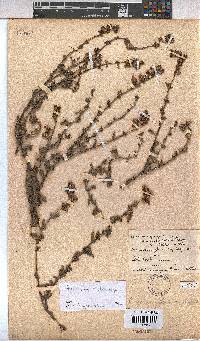 Hermannia flammea image