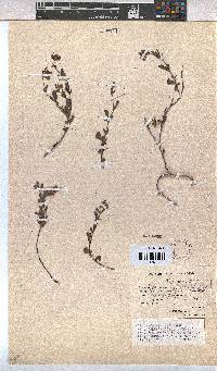 Hermannia flammea image