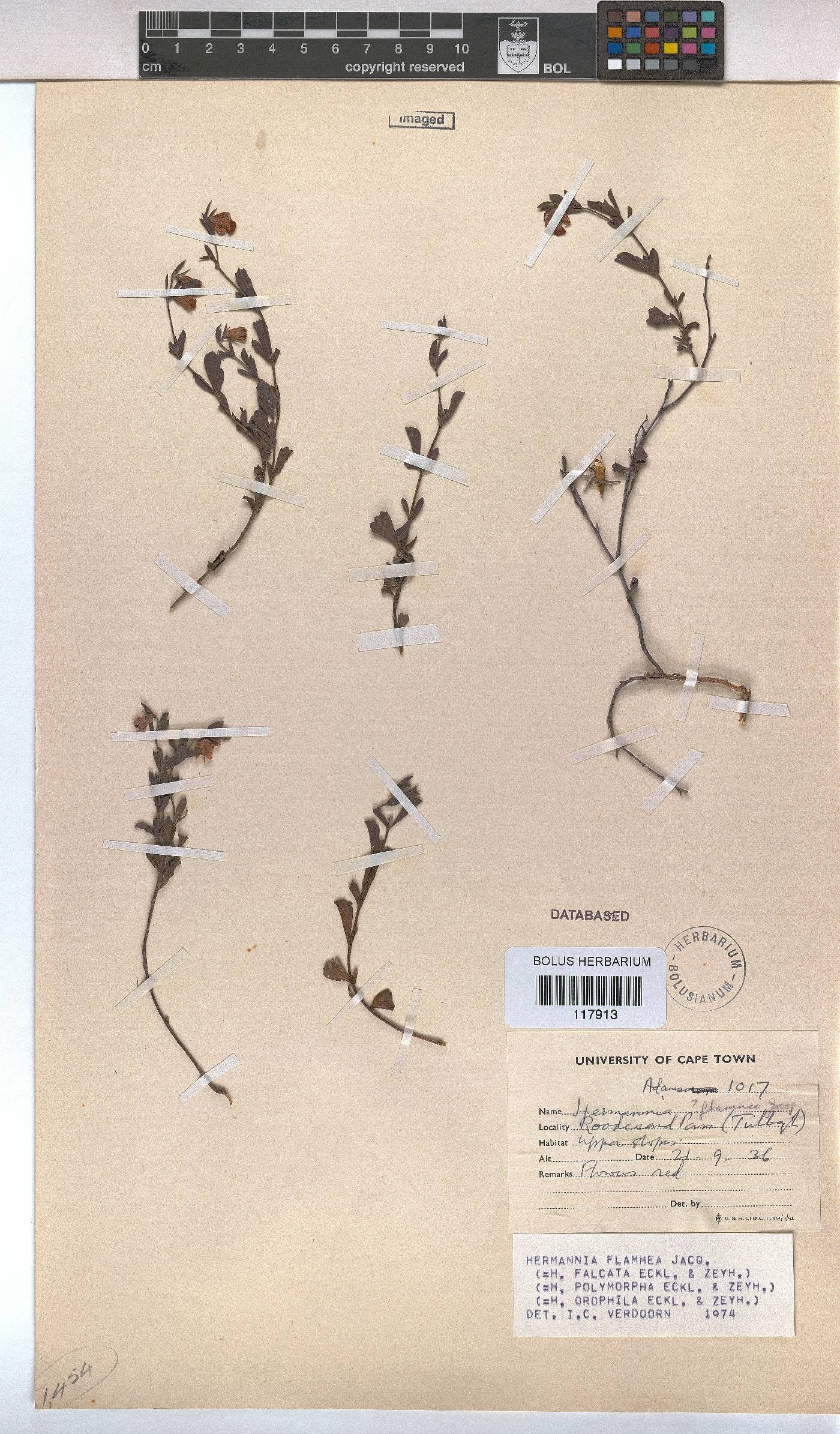 Hermannia flammea image