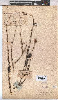 Hermannia flammea image