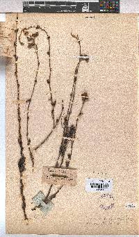 Hermannia flammea image