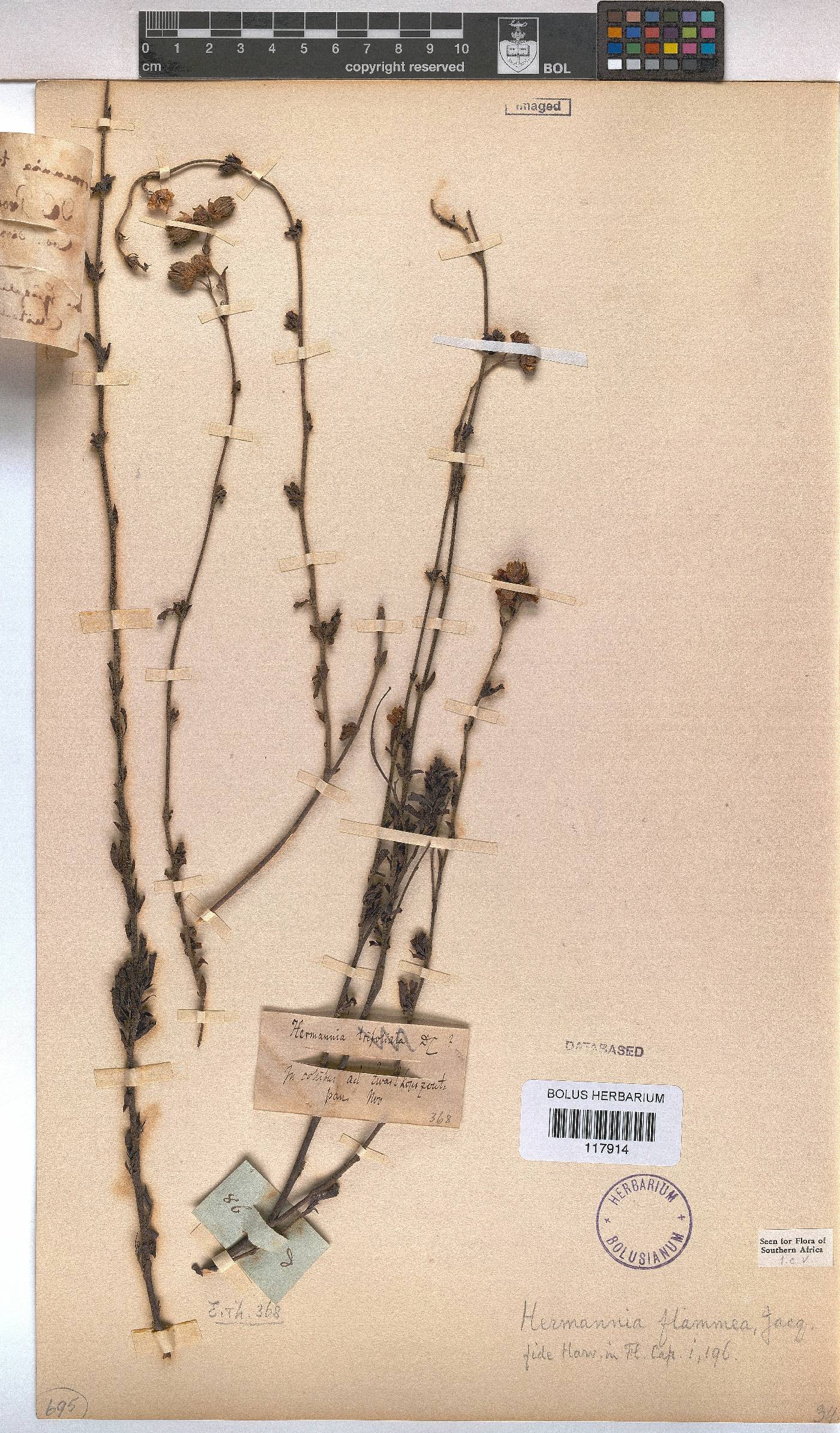 Hermannia flammea image