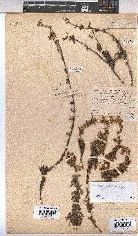 Hermannia flammea image