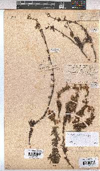 Hermannia flammea image