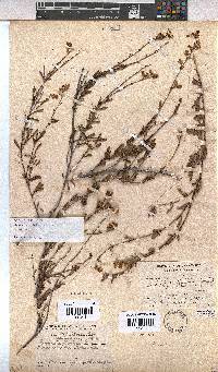 Hermannia flammea image