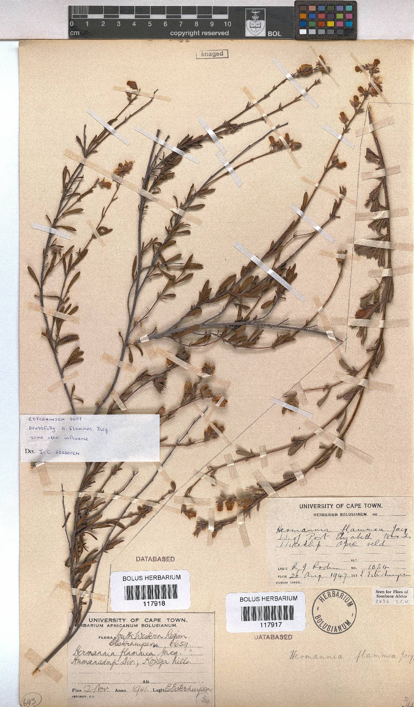 Hermannia flammea image
