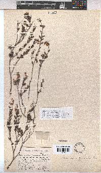 Hermannia flammea image