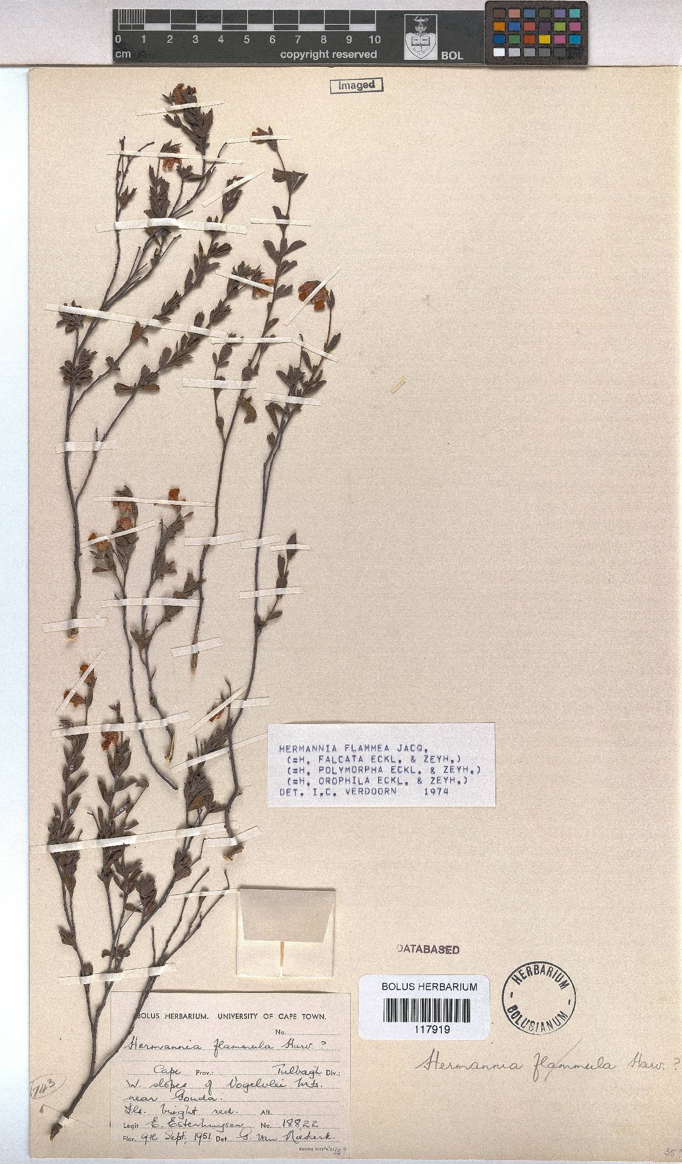 Hermannia flammea image