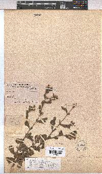 Hermannia flammea image