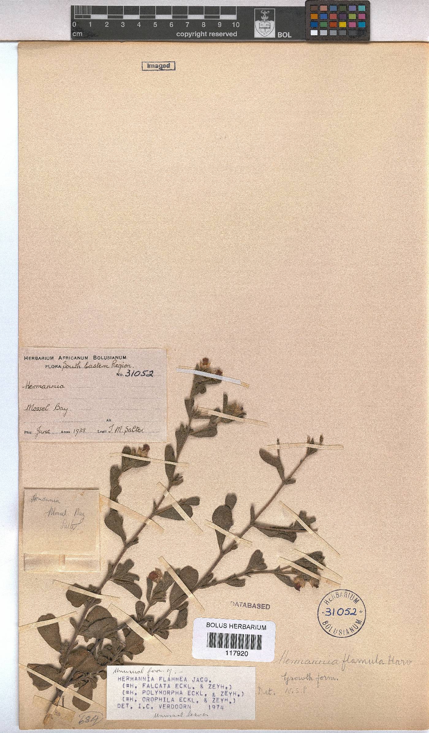 Hermannia flammea image