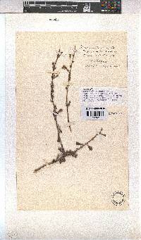 Hermannia flammea image