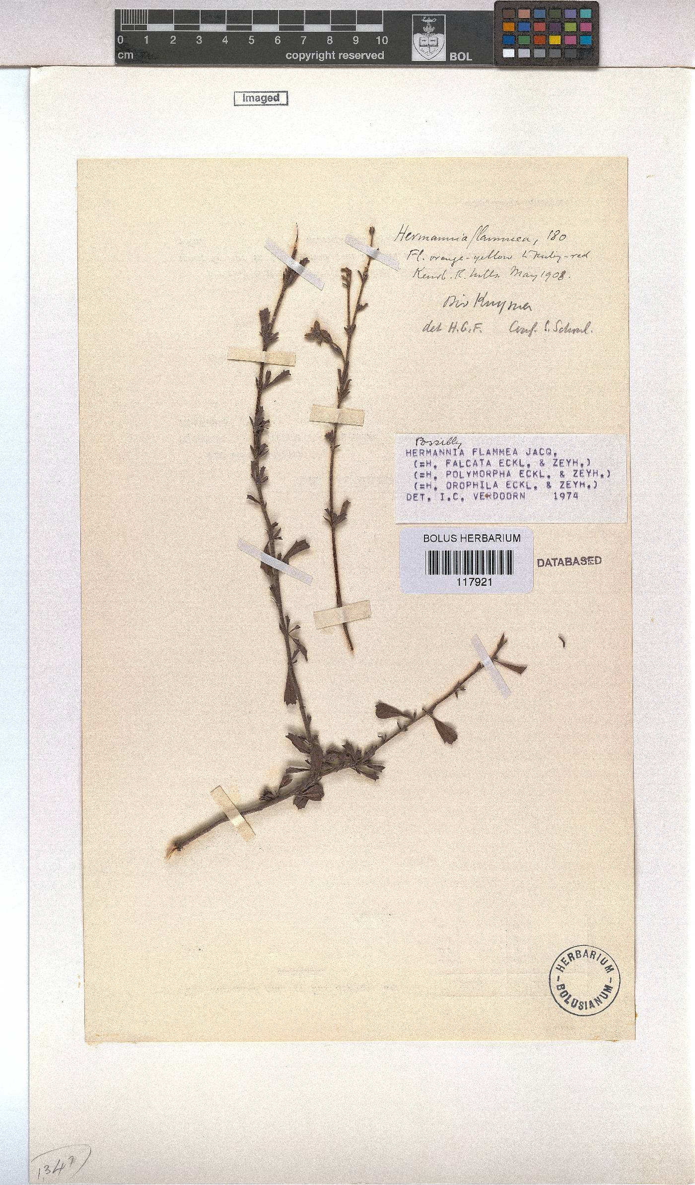 Hermannia flammea image