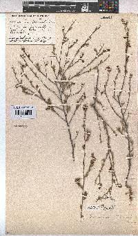 Hermannia flammula image