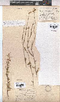 Hermannia flammula image
