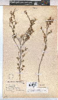 Hermannia flammula image