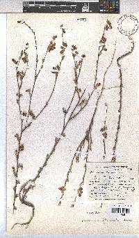 Hermannia flammula image