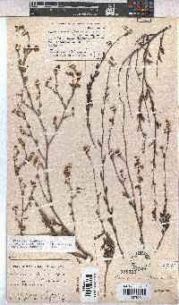 Hermannia flammula image
