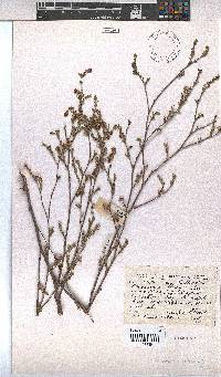 Hermannia flammula image