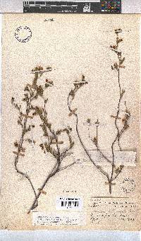 Hermannia flammula image